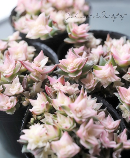 ��¿����ʪ�������ꡡ�ذ�����ӡ١�����å���°