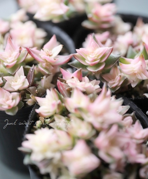 ��¿����ʪ�������ꡡ�ذ�����ӡ١�����å���°