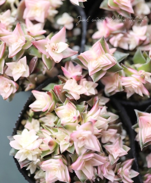 ��¿����ʪ�������ꡡ�ذ�����ӡ١�����å���°