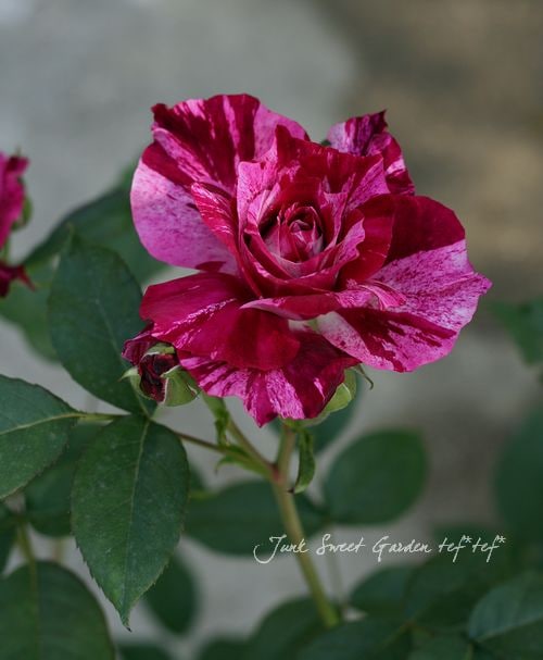 バラ苗・四季咲き 『パープルタイガー』 | すべての商品 | | Junk