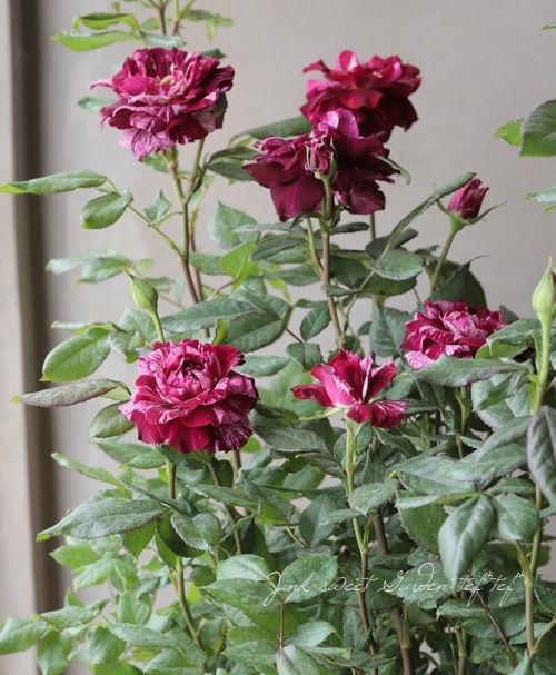 バラ苗・四季咲き 『パープルタイガー』 | すべての商品 | | Junk