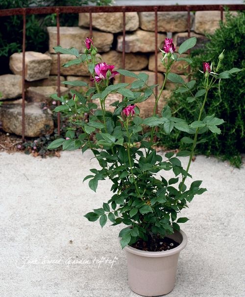 バラ苗・四季咲き 『パープルタイガー』 | すべての商品 | | Junk