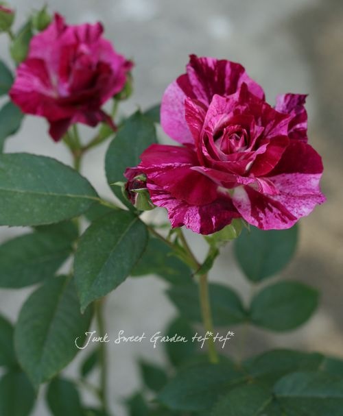 バラ苗・四季咲き 『パープルタイガー』 | すべての商品 | | Junk