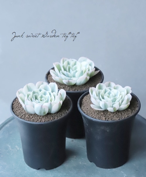 多肉植物】斑入り 『ルノーディーン』 エケベリア属 | すべての商品