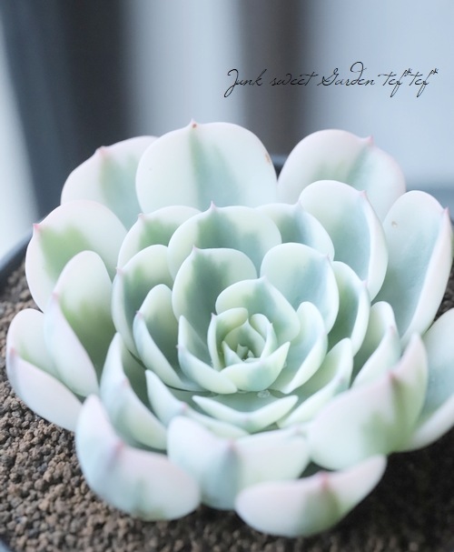 50多肉植物ルノーディーン 50苗4-6CM 50多肉植物ルノーディーン 50苗4-6CM 50多肉植物ルノーディーン 50苗