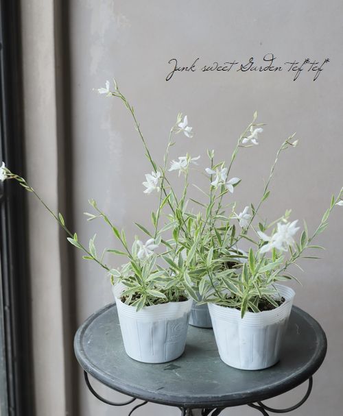 斑入りガウラ 『バリエガータ』 | すべての商品 | | Junk sweet Garden