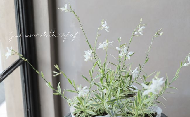 斑入りガウラ バリエガータ すべての商品 Junk Sweet Garden Tef Tef 斑入りガウラ バリエガータ すべての商品 Junk Sweet Garden Tef Tef