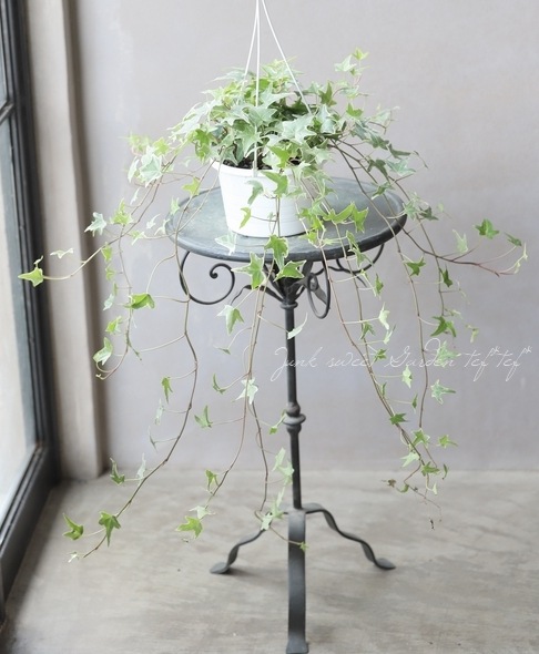 ヘデラ・ヘリックス 『No.F』 | すべての商品 | | Junk sweet Garden