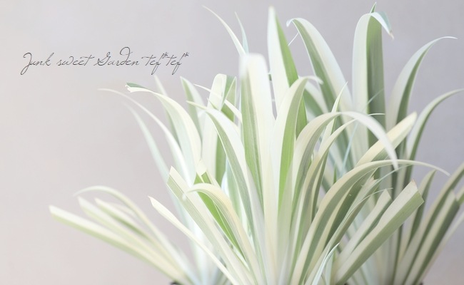 超希少❗️美白❗️ジャガランダ　斑入り✨ 5_000000017487.jpg?1678209903