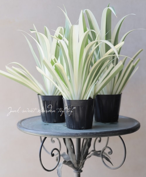 斑入り 『ホワイトシャガ』 | すべての商品 | | Junk sweet Garden tef