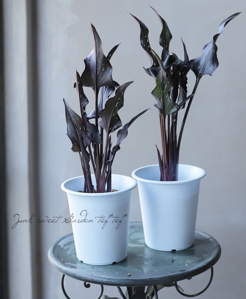 球根植物】 黒カラー 『メモリーズ』 | すべての商品 | | Junk sweet