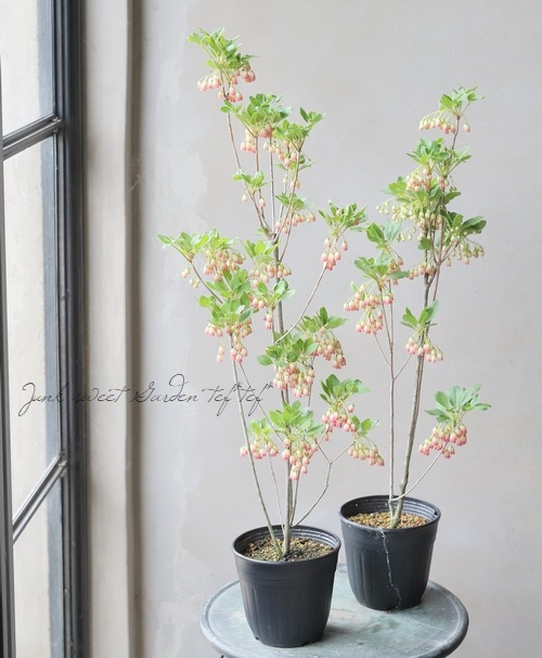 更紗ドウダンツツジ』 | すべての商品 | | Junk sweet Garden tef*tef*