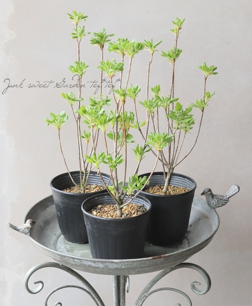 更紗ドウダンツツジ』 | すべての商品 | | Junk sweet Garden tef*tef*