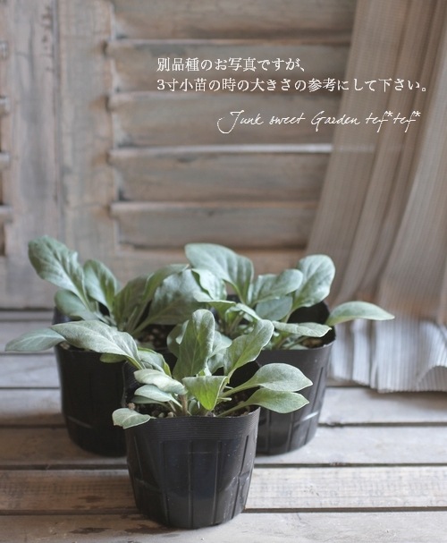 �ɺ���С��Х����ࡡ�إ�������㡼��� 