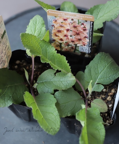 �ɺ���С��Х����ࡡ�إ�������㡼��� 