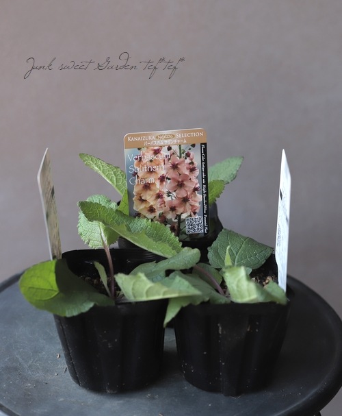 �ɺ���С��Х����ࡡ�إ�������㡼��� 