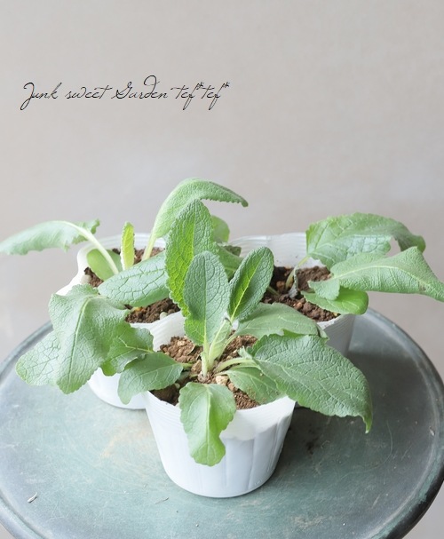 �ɺ���С��Х����ࡡ�إ�������㡼��� 