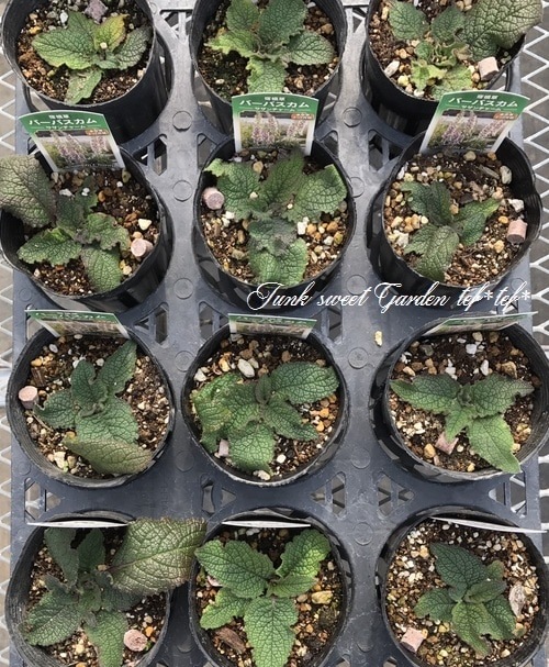 �ɺ���С��Х����ࡡ�إ�������㡼��� 