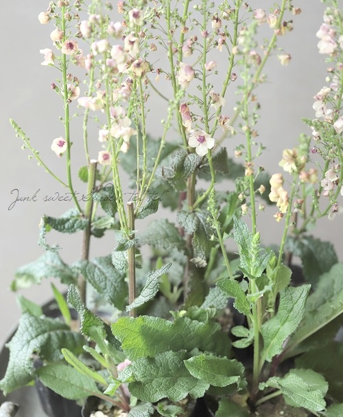 �ɺ���С��Х����ࡡ�إ�������㡼��� 