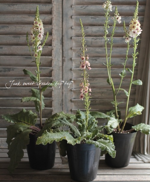 �ɺ���С��Х����ࡡ�إ�������㡼��� 