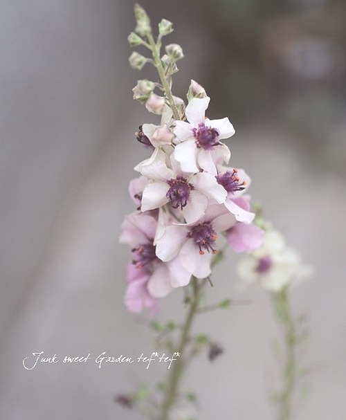 �ɺ���С��Х����ࡡ�إ�������㡼��� 