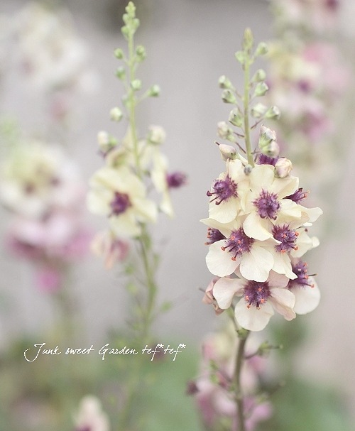 �ɺ���С��Х����ࡡ�إ�������㡼��� 