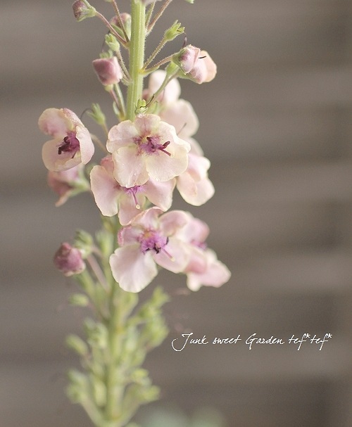 �ɺ���С��Х����ࡡ�إ�������㡼��� 