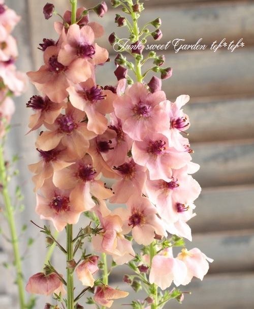 �ɺ���С��Х����ࡡ�إ�������㡼��� 