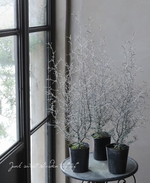 【確認用】　コロキア・コトネアスター コロキア コトネアスター 5号｜花木04-PA | 花木・庭木 | 赤塚植物園