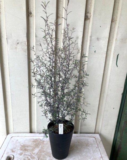 コロキア・コトネアスター 『マオリシルバー』 | すべての商品