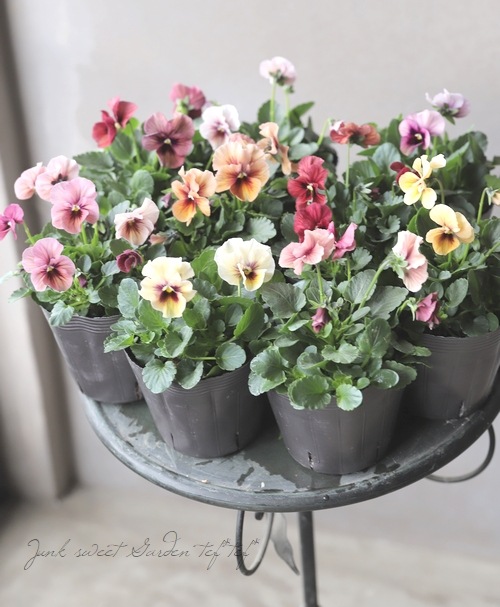 ☆育種うえたオリジナルビオラ 『ディアーナ』 2022年最新品種