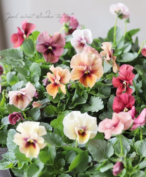 ����臘�������ꥸ�ʥ�ӥ��顡�إǥ������ʡ� 2022ǯ�ǿ��ʼ�