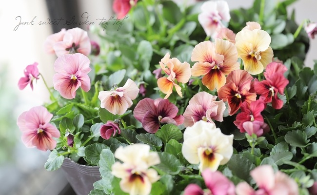 ����臘�������ꥸ�ʥ�ӥ��顡�إǥ������ʡ� 2022ǯ�ǿ��ʼ�