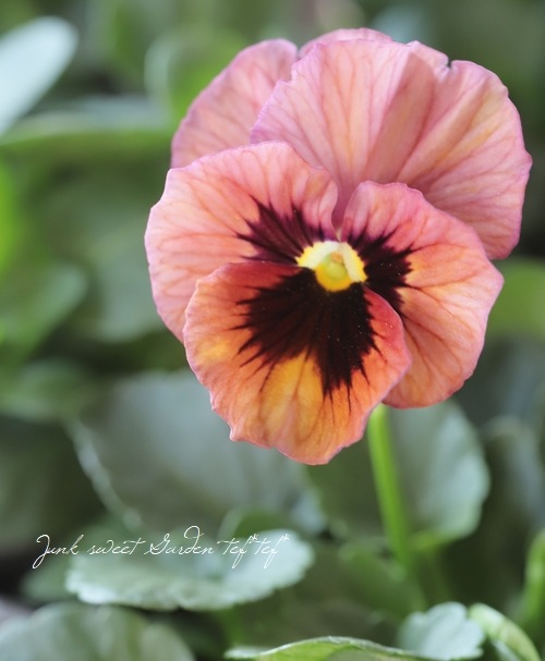 ����臘�������ꥸ�ʥ�ӥ��顡�إǥ������ʡ� 2022ǯ�ǿ��ʼ�