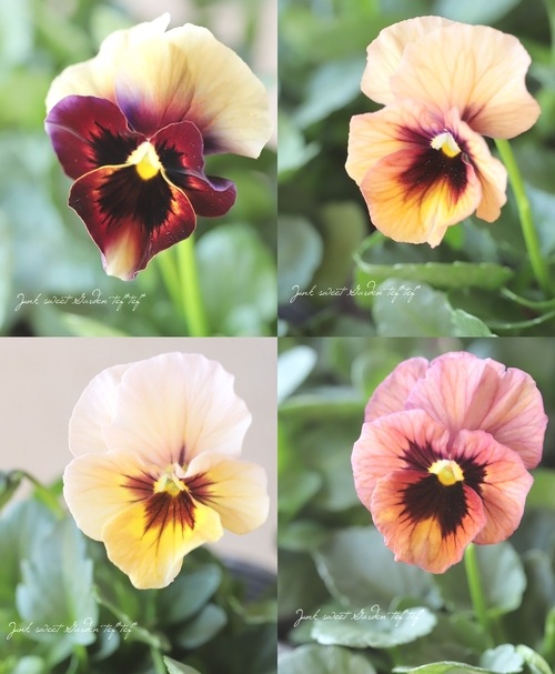 ����臘�������ꥸ�ʥ�ӥ��顡�إǥ������ʡ� 2022ǯ�ǿ��ʼ�