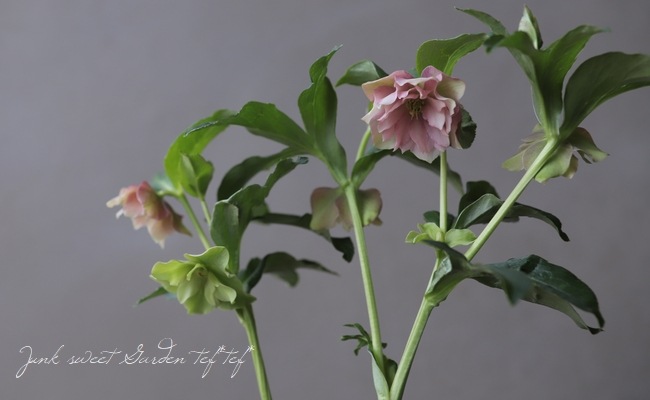 クリスマスローズ 『小輪ダブルベージュピンク』 31477 | すべての商品