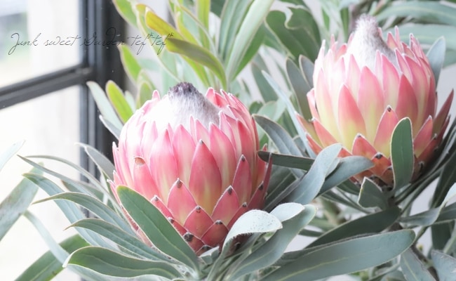 プロテアポッサムマジック　2 希少大株2フラワー！ プロテアポッサムマジック 2 希少大株2フラワー！ セール】プロテア