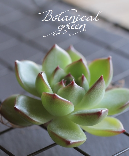 多肉植物】 『ムーンストーン』 エケベリア属 | すべての商品 | | Junk