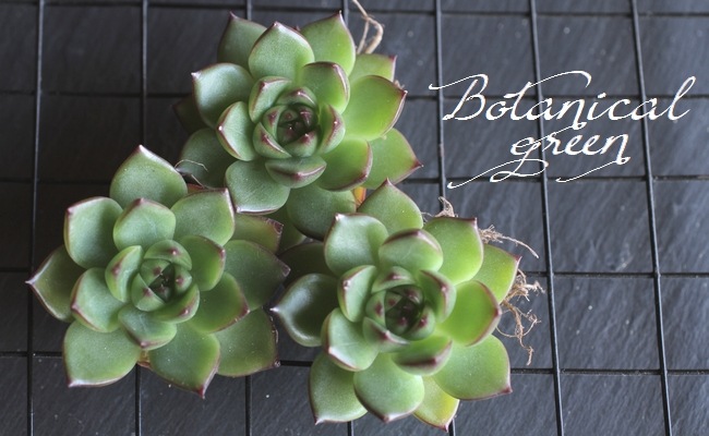 多肉植物】 『ムーンストーン』 エケベリア属 | すべての商品 | | Junk