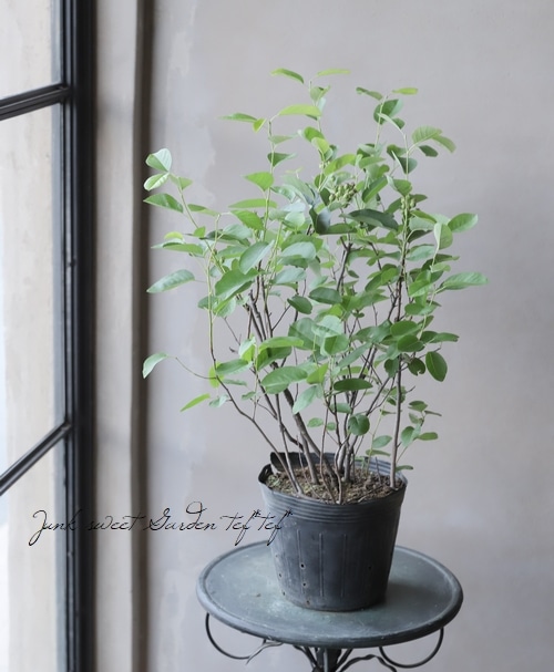 果樹】 世界最小コンパクト品種！ジューンベリー『リージェント』 【同