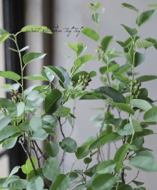 �ڲ̼��� �����Ǿ�����ѥ����ʼ���塼��٥꡼�إ꡼������ȡ� ��Ʊ���Բġ�