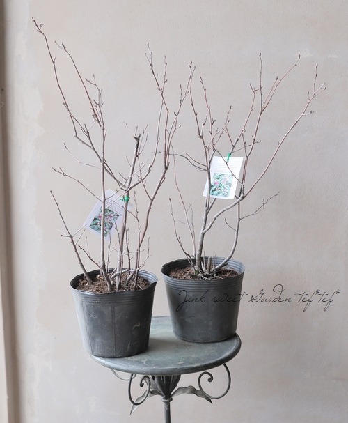 �ڲ̼��� �����Ǿ�����ѥ����ʼ���塼��٥꡼�إ꡼������ȡ� ��Ʊ���Բġ�