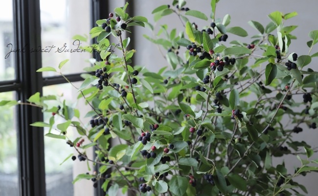 �ڲ̼��� �����Ǿ�����ѥ����ʼ���塼��٥꡼�إ꡼������ȡ� ��Ʊ���Բġ�