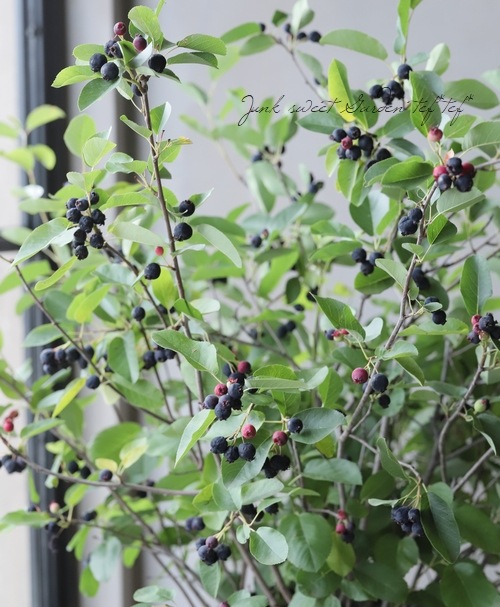 �ڲ̼��� �����Ǿ�����ѥ����ʼ���塼��٥꡼�إ꡼������ȡ� ��Ʊ���Բġ�