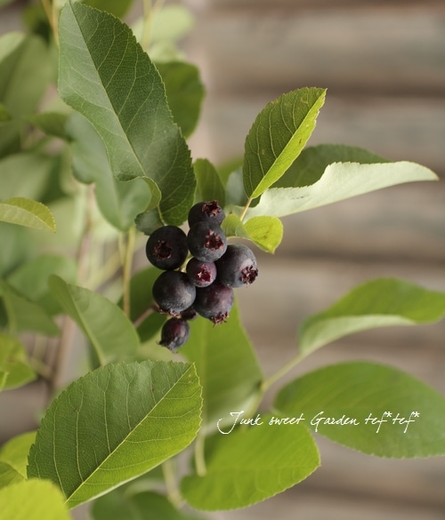 果樹】 世界最小コンパクト品種！ジューンベリー『リージェント』 【同