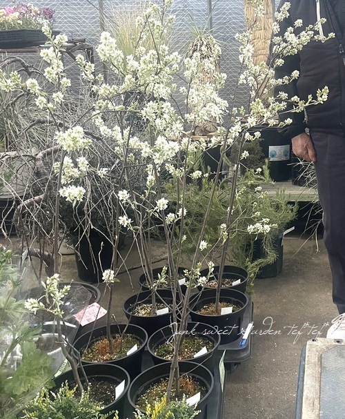 果樹】 世界最小コンパクト品種！ジューンベリー『リージェント』 【同