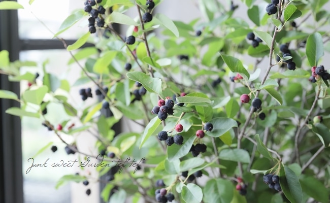 果樹】 世界最小コンパクト品種！ジューンベリー『リージェント』 【同