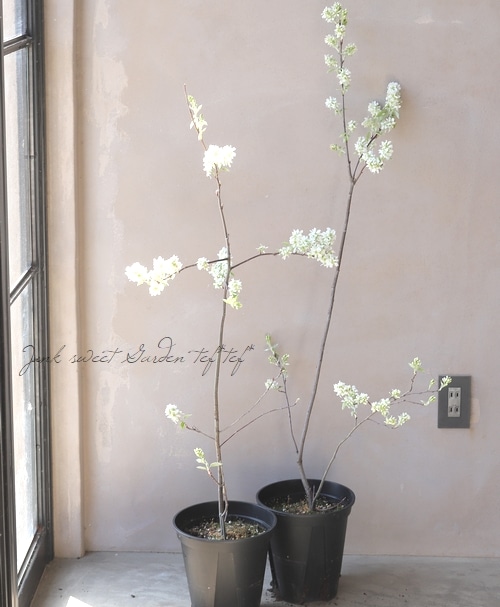 果樹】 世界最小コンパクト品種！ジューンベリー『リージェント』 【同