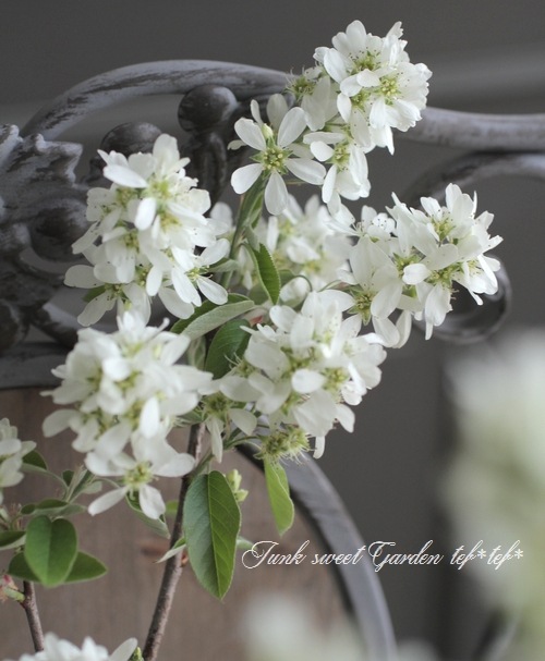 �ڲ̼��� �����Ǿ�����ѥ����ʼ���塼��٥꡼�إ꡼������ȡ� ��Ʊ���Բġ�