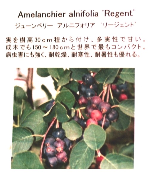 �ڲ̼��� �����Ǿ�����ѥ����ʼ���塼��٥꡼�إ꡼������ȡ� ��Ʊ���Բġ�